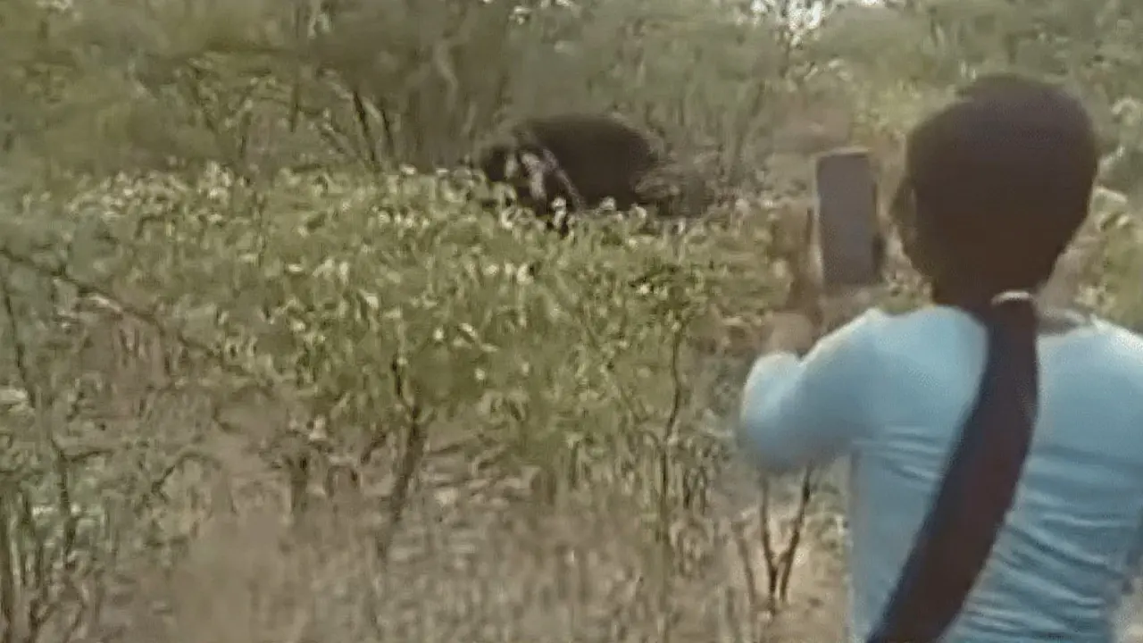 Mulher morre pisoteada por elefante após 'desafio' de puxar rabo na Namíbia